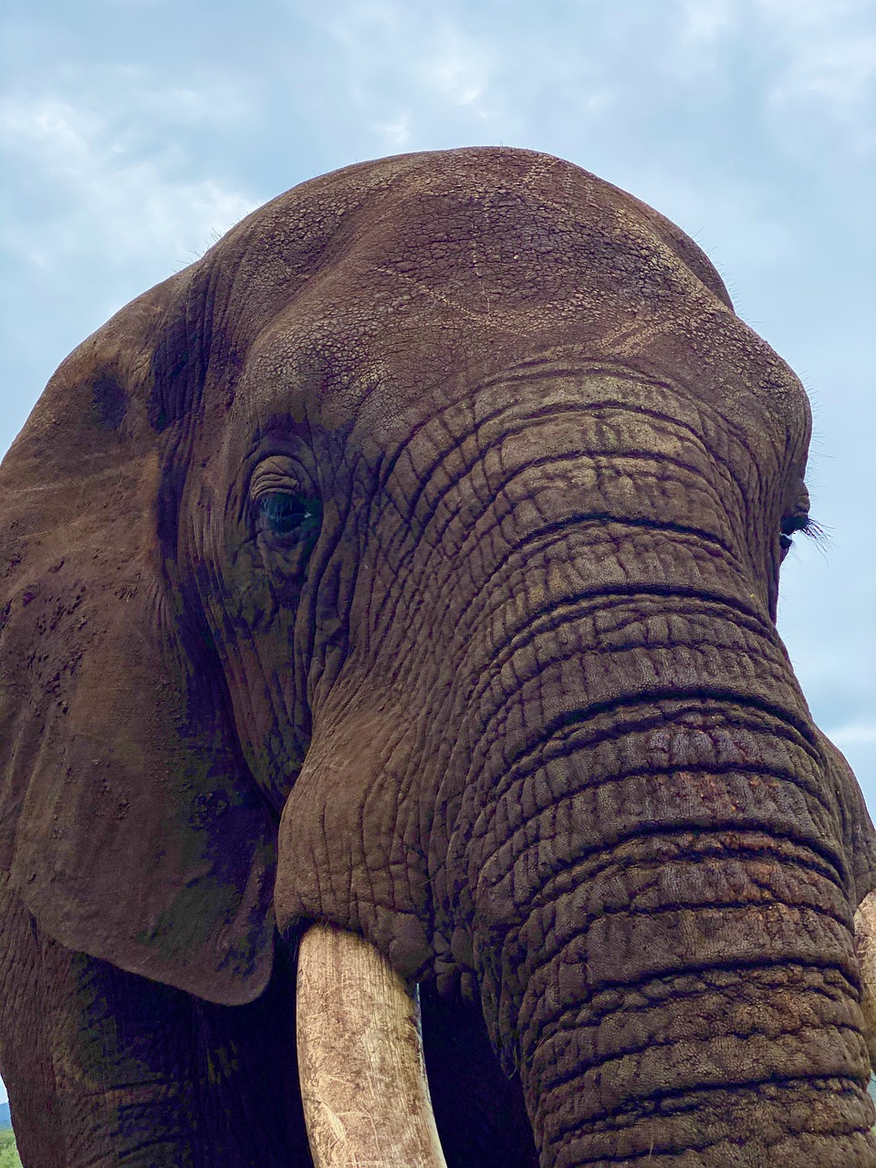 elephant, pachyderm, mammal, trunk, animal, wildlife, ivory, tusk, safari, nature