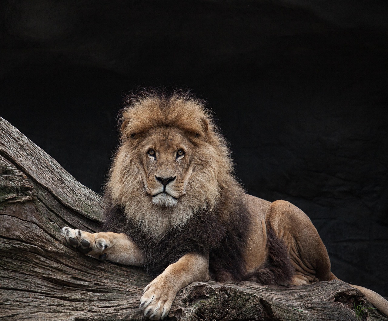 About us lion, king, predator, species, fauna, wildlife, animal, nature, mammal