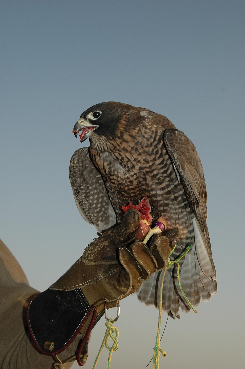 About us falcon, nature, dubai, bird