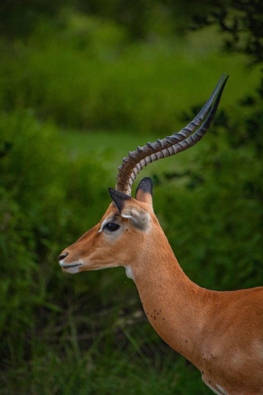 gazelle, wildlife, animal, nature, safari, africa, tanzania, portrait