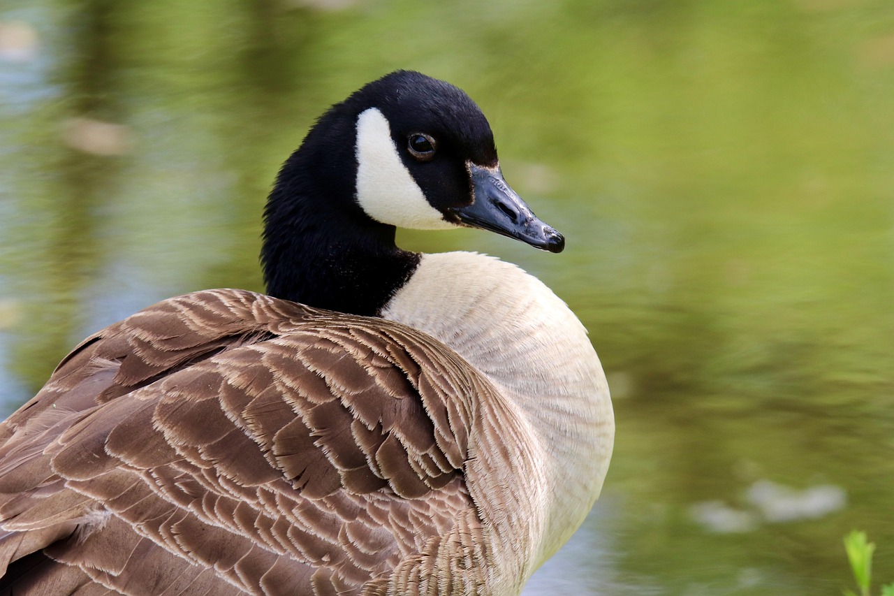 goose, canada goose, wild goose, nature, water bird, bird, plumage, beak, pond, animal, lake, wildlife