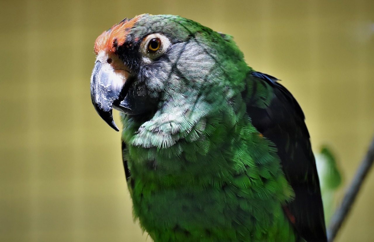parrot, the congo parrot, bird, red-parrot, nature, beak