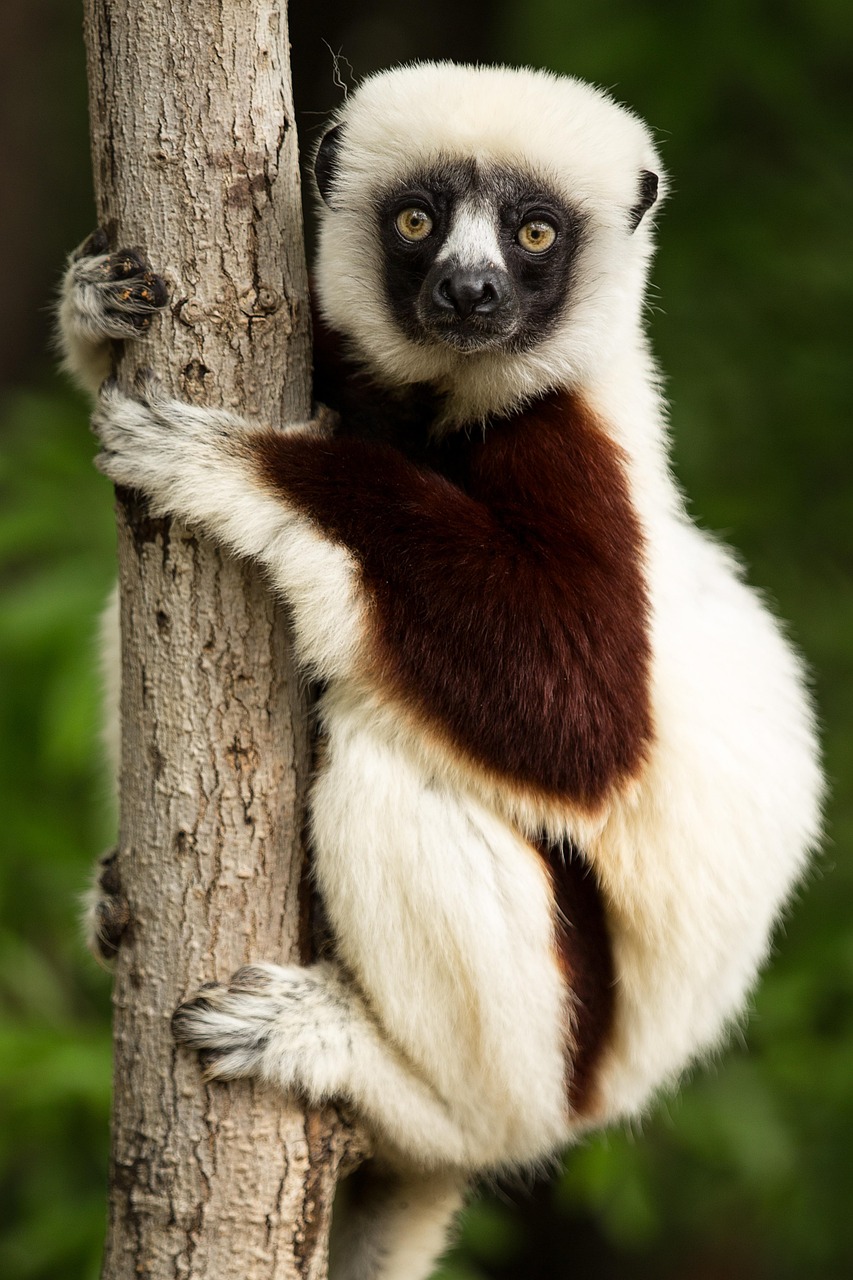 lemur, wildlife, madagascar, coquerel's sifaka, sifaka, propitheus, duke lemur center, durham, primates, lemur, lemur, lemur, lemur, lemur, madagascar, madagascar, madagascar