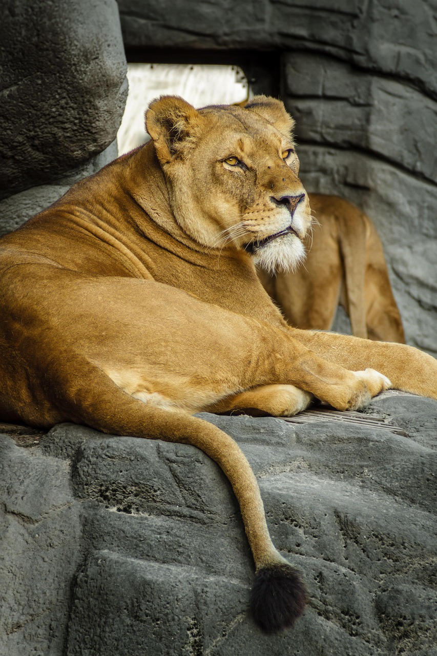 panthera leo, lion, lioness, zoo, hagenbeck, big cat, nature, rest, lie, fur, beige