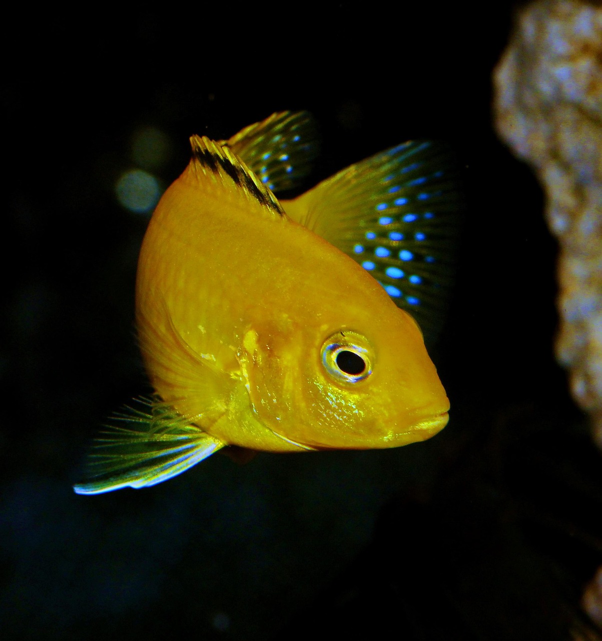 fish, yellow, african cichlid, blue, fin, labidochromis, aquarium, nature, tropical, lake malawi, macro, cichlid, caeruleus, africa, black fish, black lake, black fishing