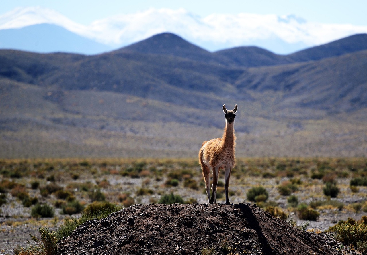 vicuna, animal, wildlife, mammal, nature, wilderness, mountains, chile, chile, chile, chile, chile, chile