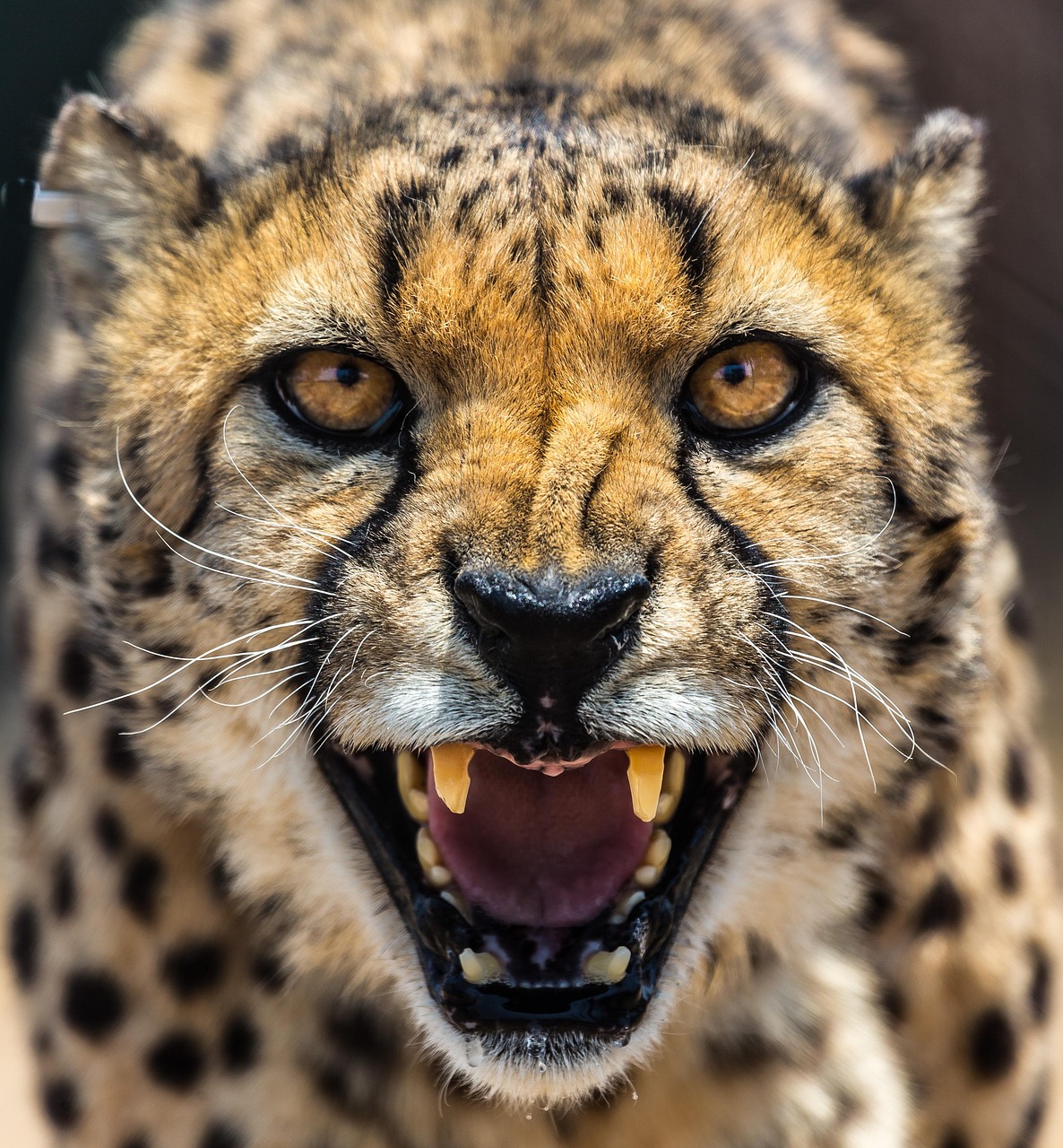 cheetah, africa, namibia, cat, pet, eyes, teeth, animal, brown cat, brown eye, brown teeth