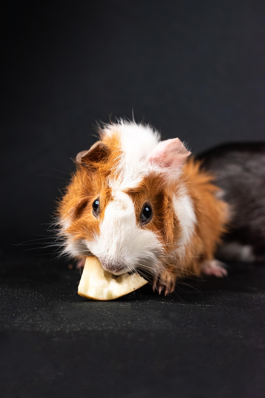 guinea pig, animal, rodent, cavia porcellus, cute, mammal, nature, pet