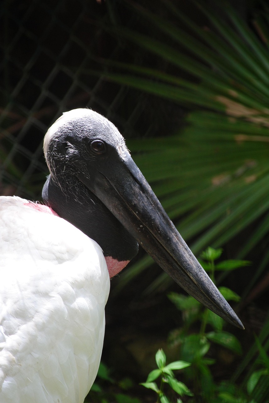 black stork, belize, jungle, nature, zoo, bird, animal, fauna