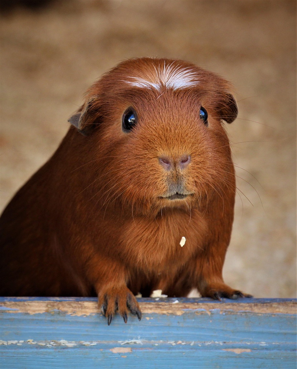 mammal, cute, portrait, animal, guinea pig, nature, house guinea pigs