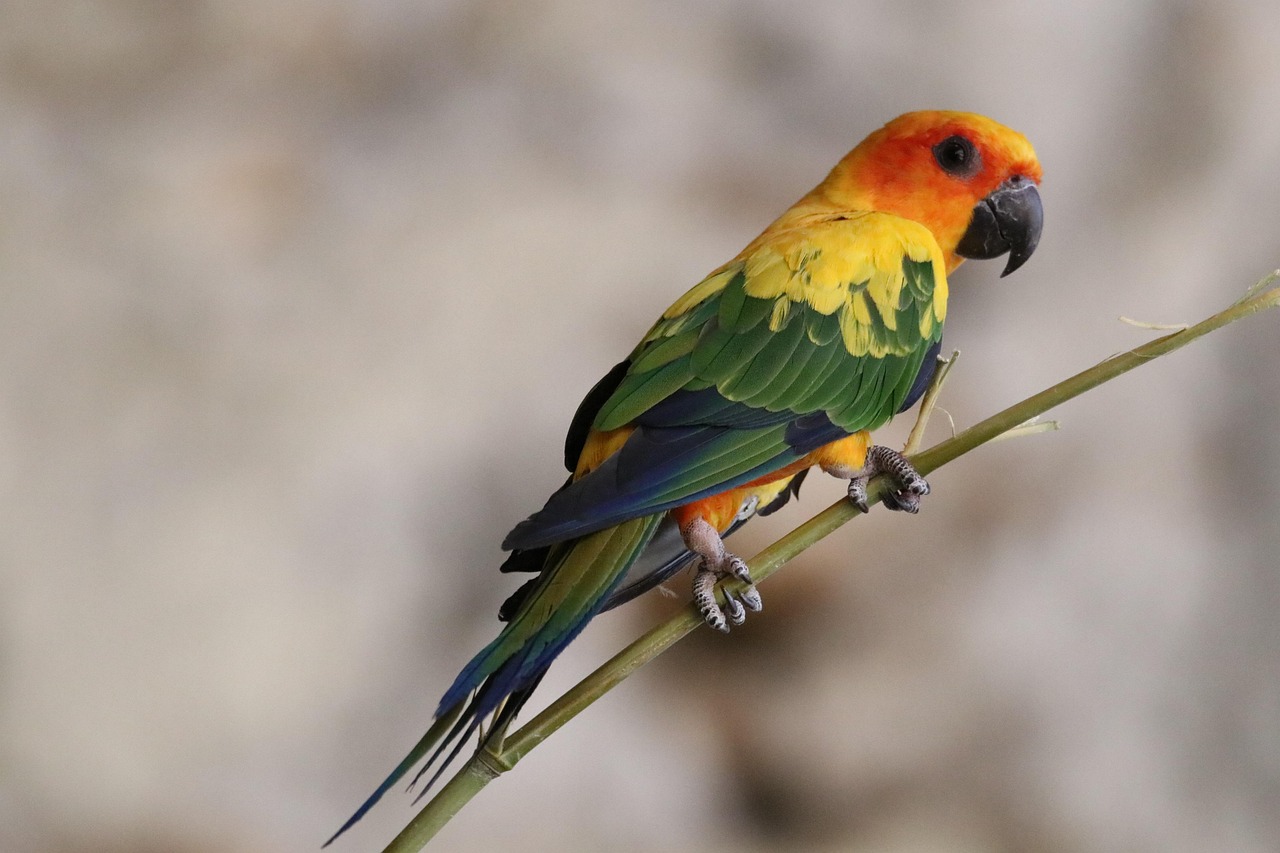 bird, parrot, ornithology, species, fauna, nature, avian, animal, sun conure, exotic, zoo, brazil, guyana, forest, protection