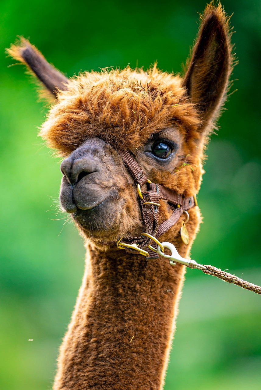 alpaca, peru, llama, south america, animal, wildlife, nature, alpaca, llama, llama, llama, llama, llama