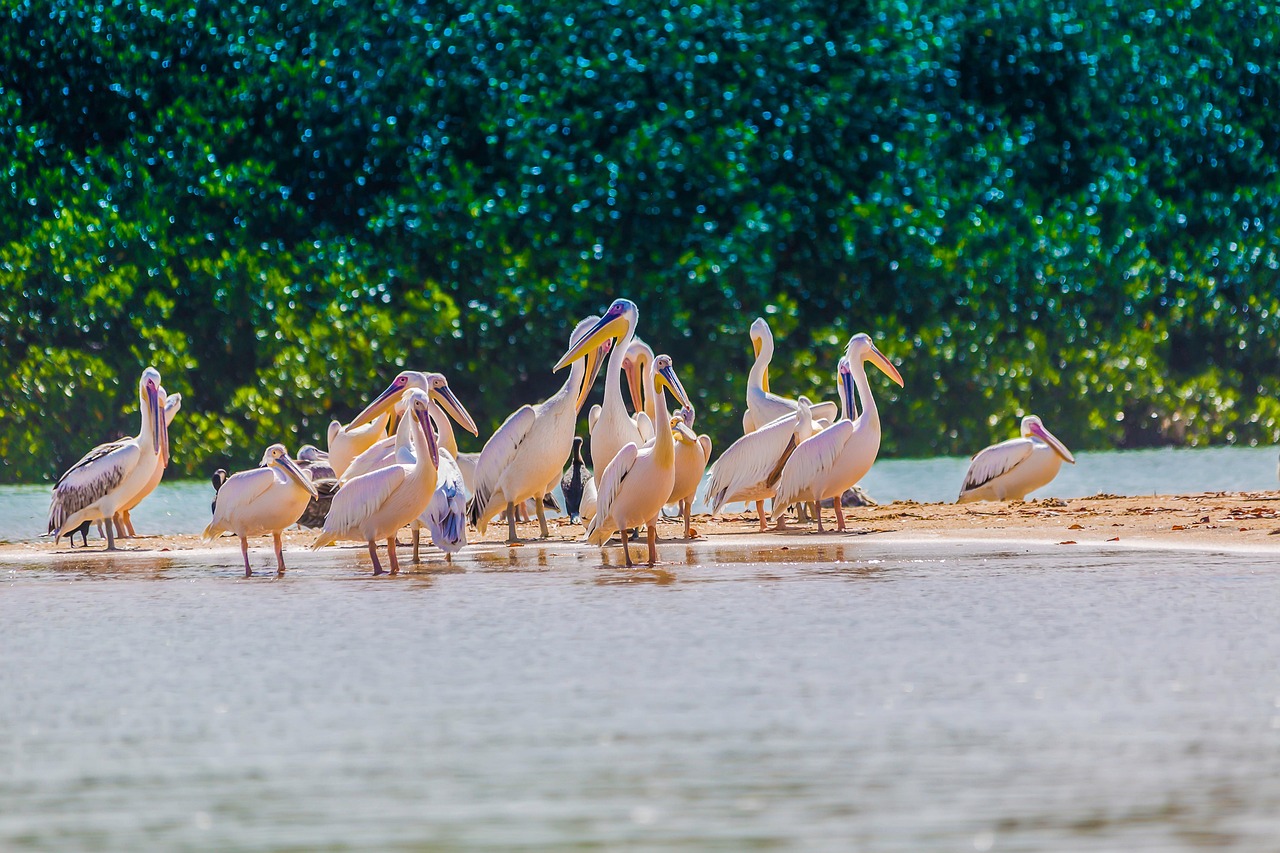 senegal, nature, pelicans, birds, fauna, animals, ornithology, wildlife