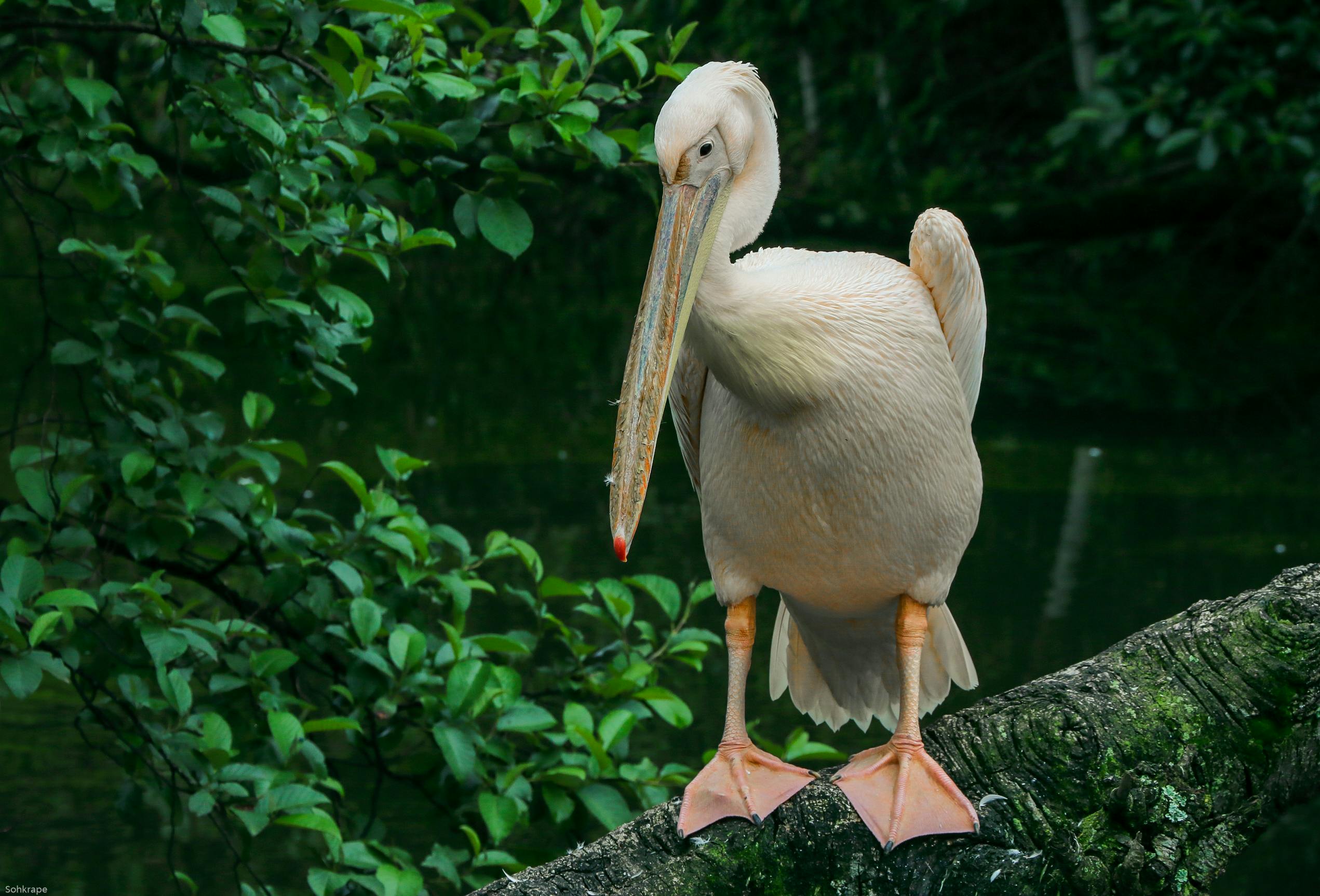 A pelican stands elegantly on a tree branch surrounded by lush greenery, showcasing wildlife beauty.