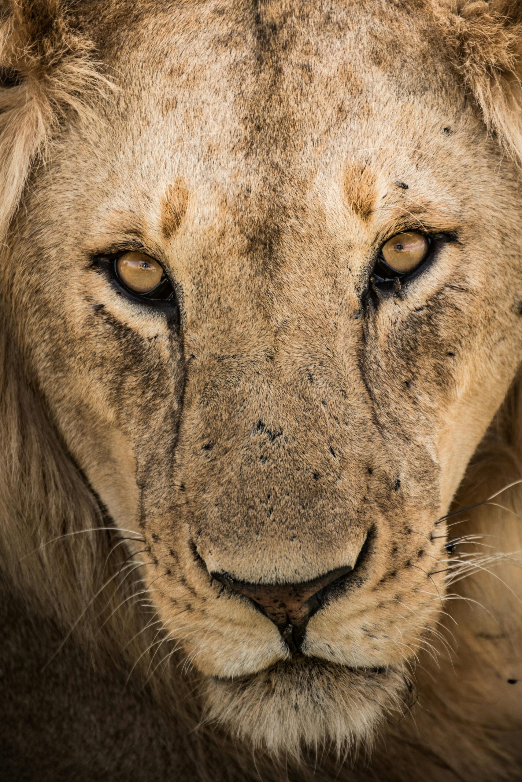 Intense close-up of an African lion's face, showcasing its powerful gaze and majestic features.