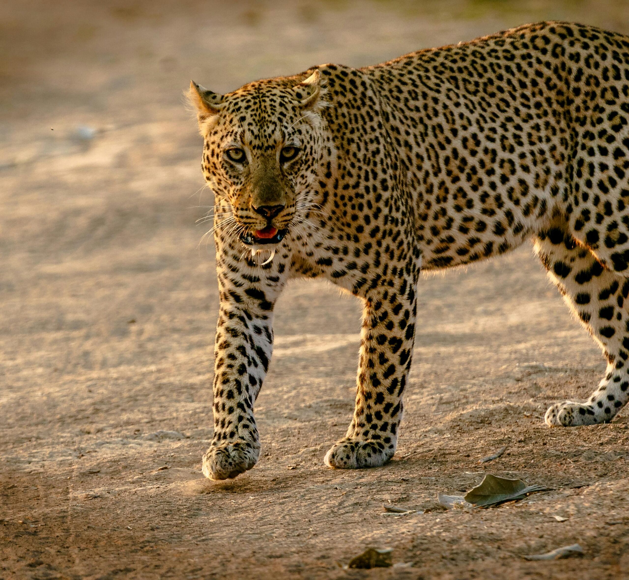 Close-up of a leopard walking in its natural habitat, showcasing its striking patterns.
