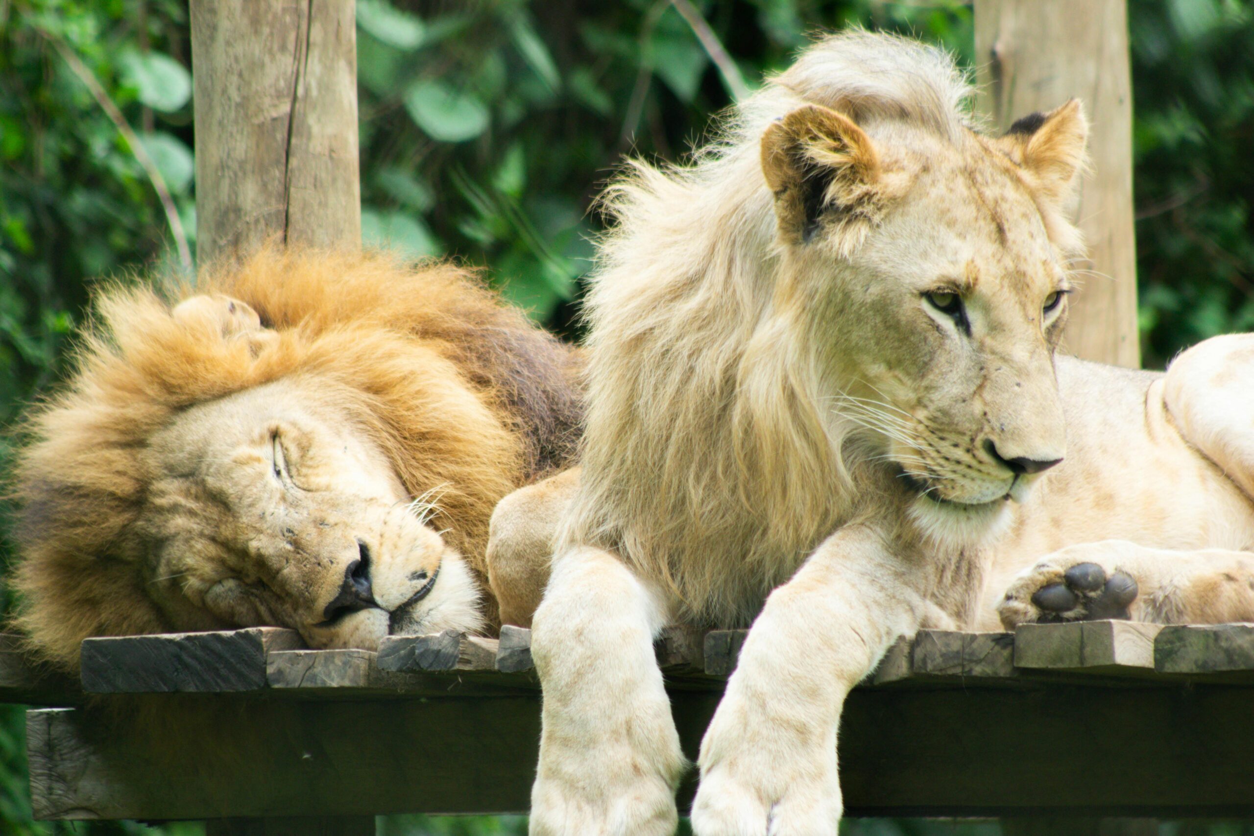 Two majestic lions resting peacefully on a wooden platform in a lush setting.