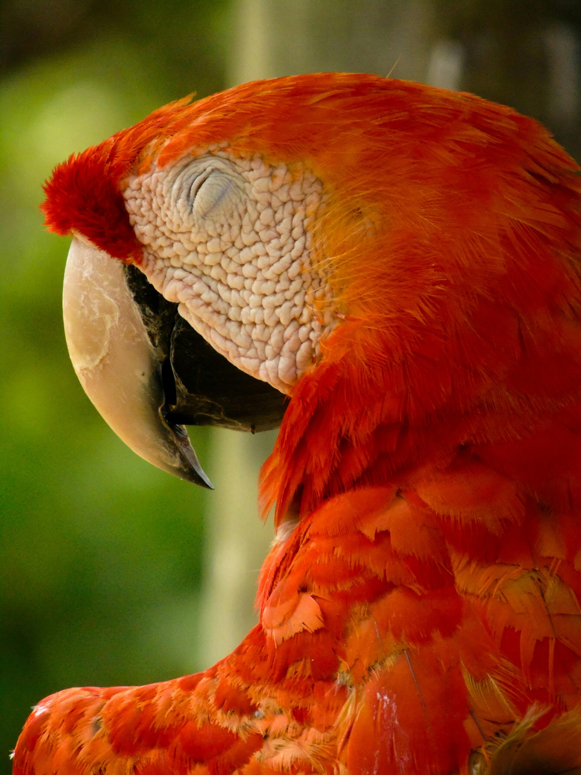 Close-up of a vibrant Scarlet Macaw resting against a lush green background in Cartagena, Colombia.