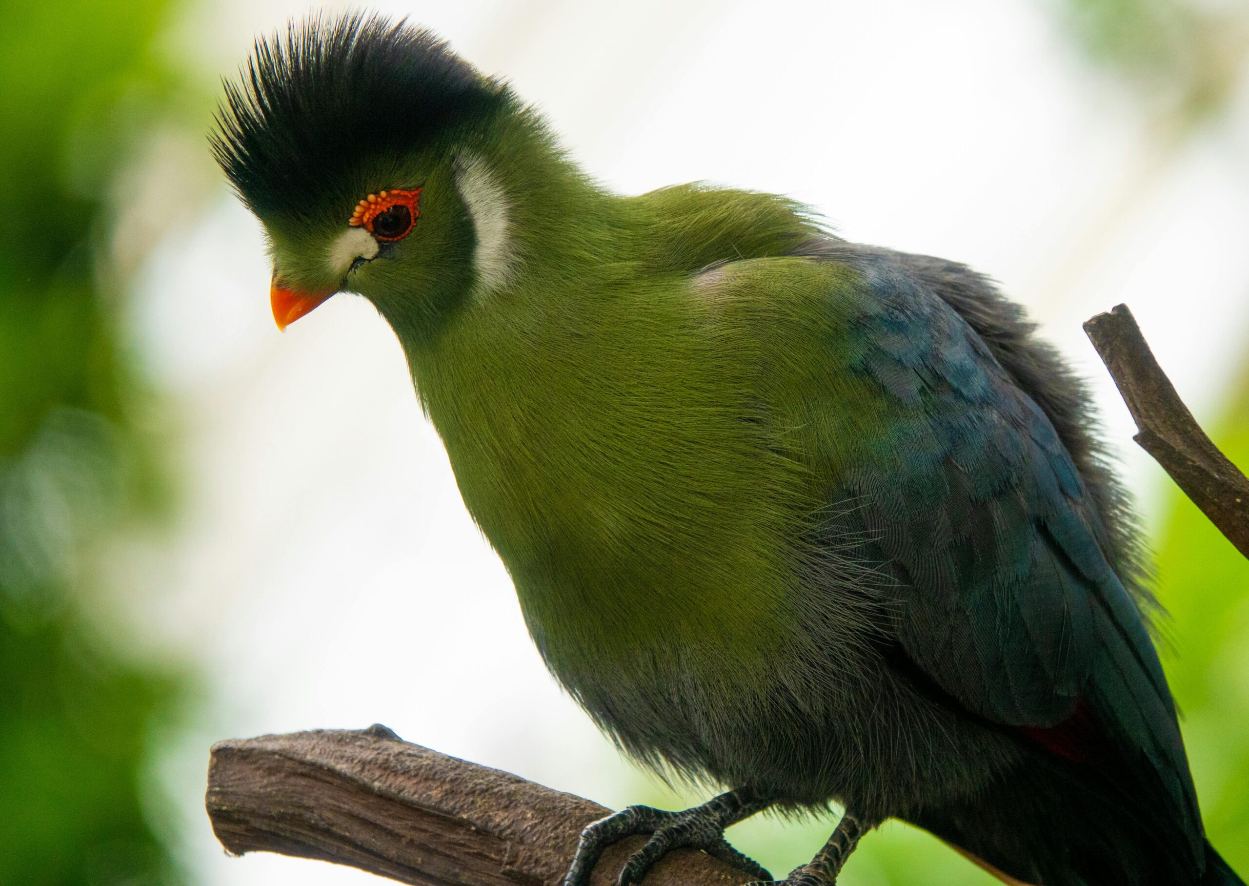 Detailed close-up of a green turaco sitting on a branch in natural light.