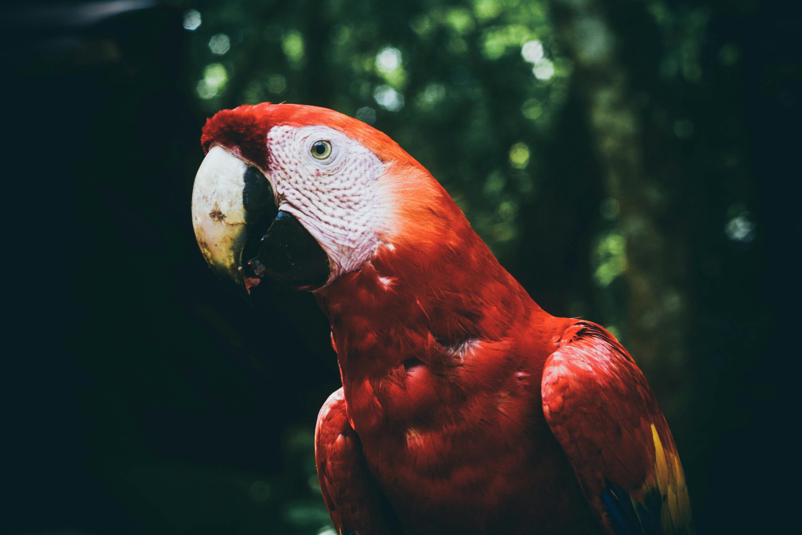 Close-up of a colorful scarlet macaw in the lush Copan Ruinas jungle.