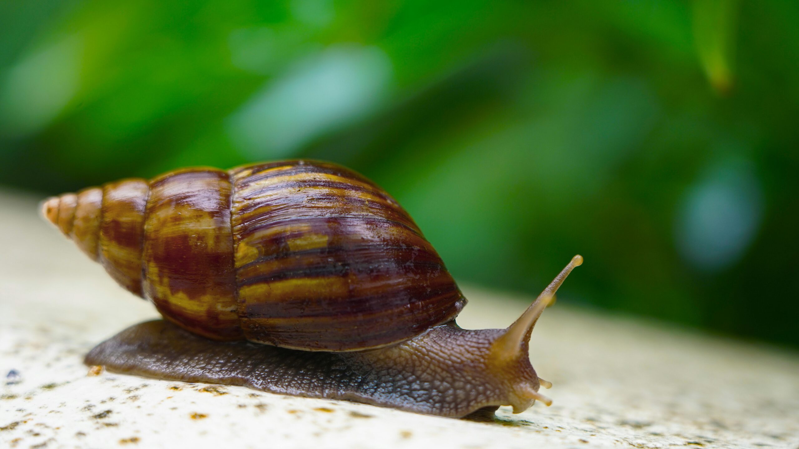Detailed image of a snail on a leaf in Lomé, Togo, showcasing its textured shell.