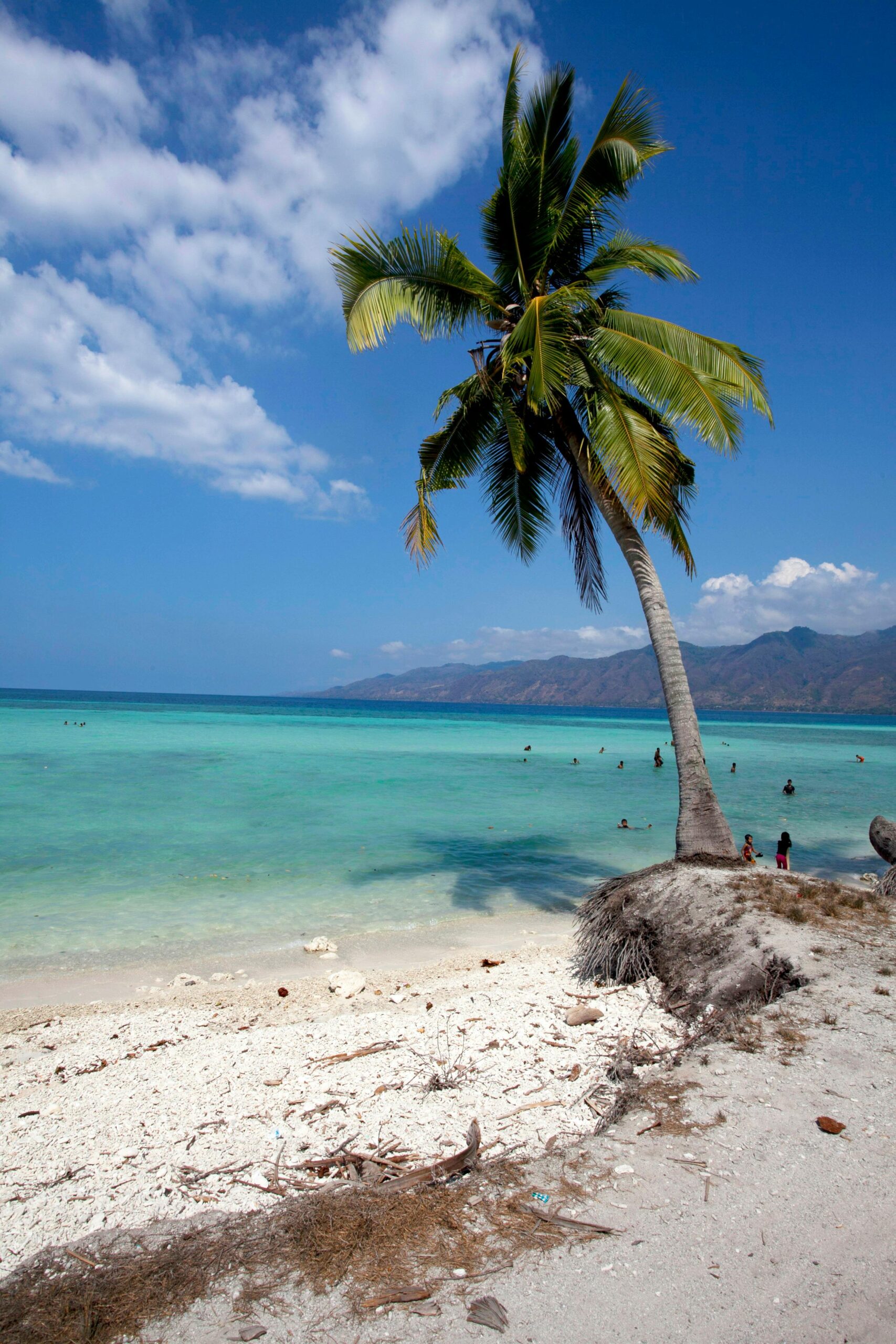 Scenic tropical beach with vibrant blue ocean and palm tree under a clear sky.
