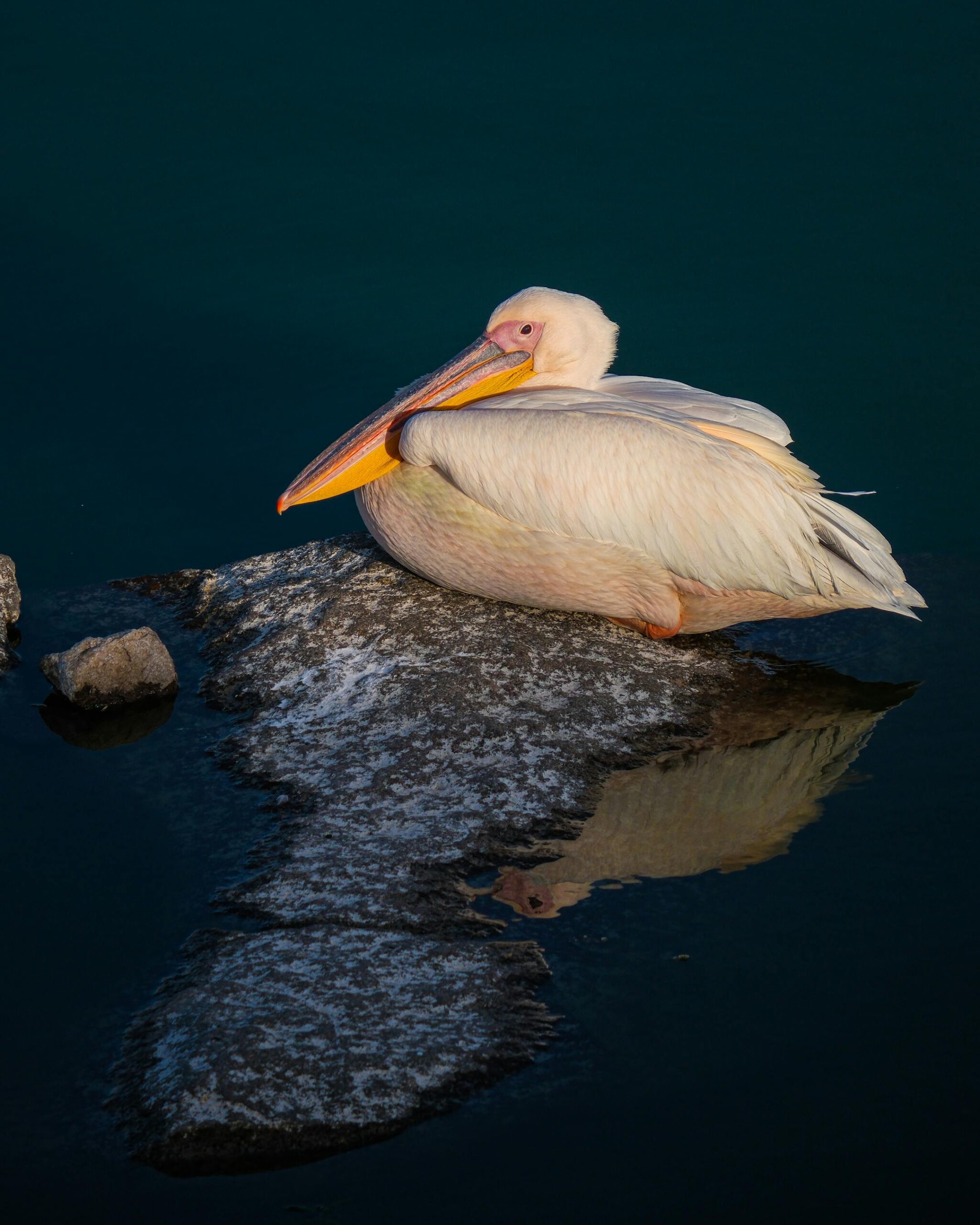 Serene white pelican relaxing on a rock with reflection in calm water.