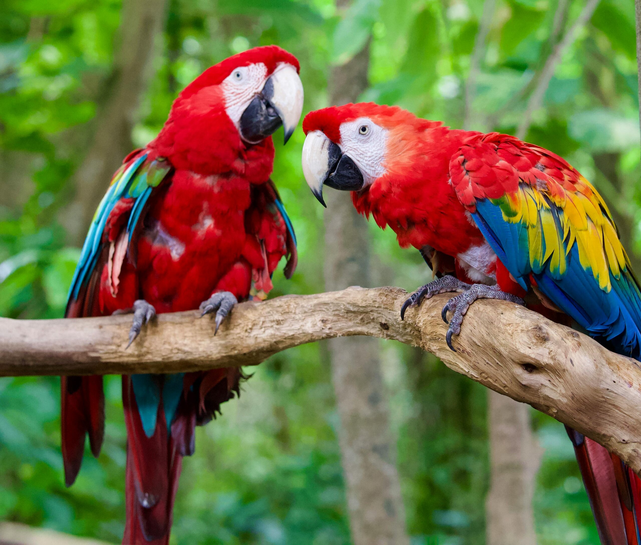 Two vibrant scarlet macaws perched in the lush greenery of Jamaica.