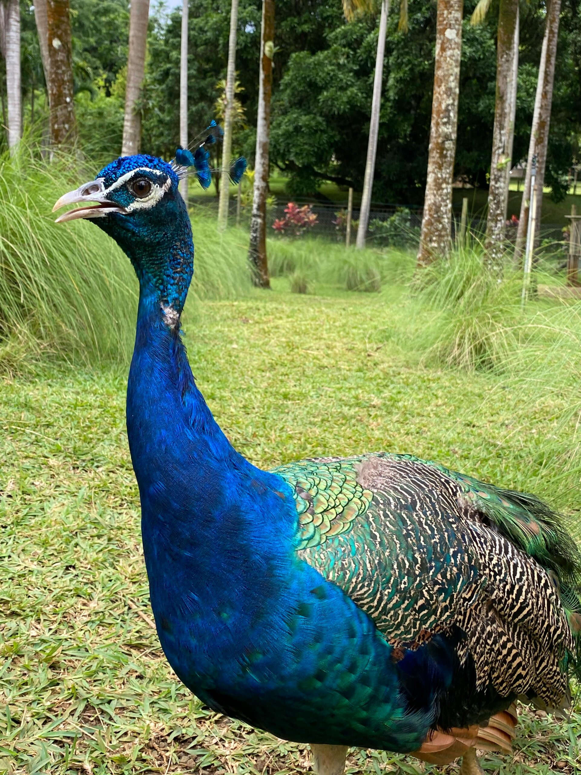 A vibrant peacock showcasing its colorful plumage in a green setting in Mauritius.