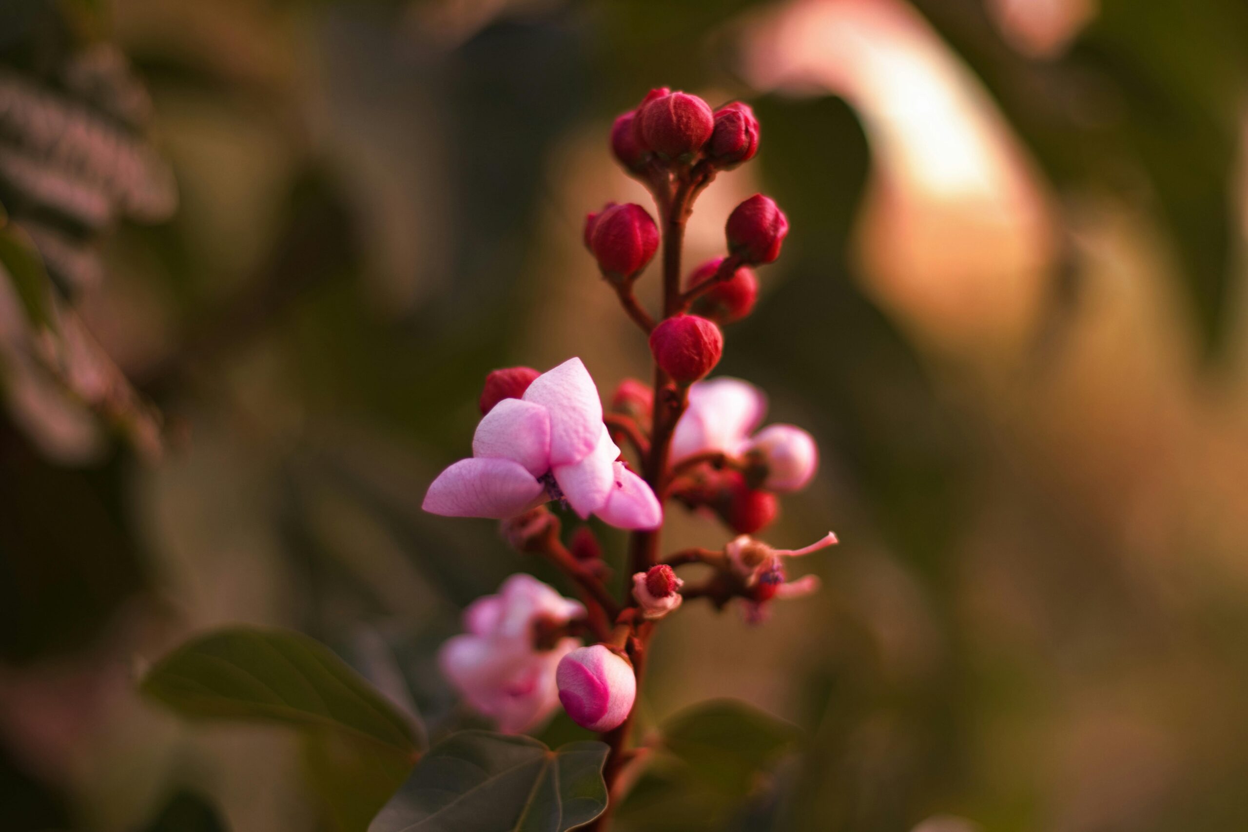 Close-up of pink flower buds with vibrant colors and bokeh effect, captured during golden hour in Saint Lucia.