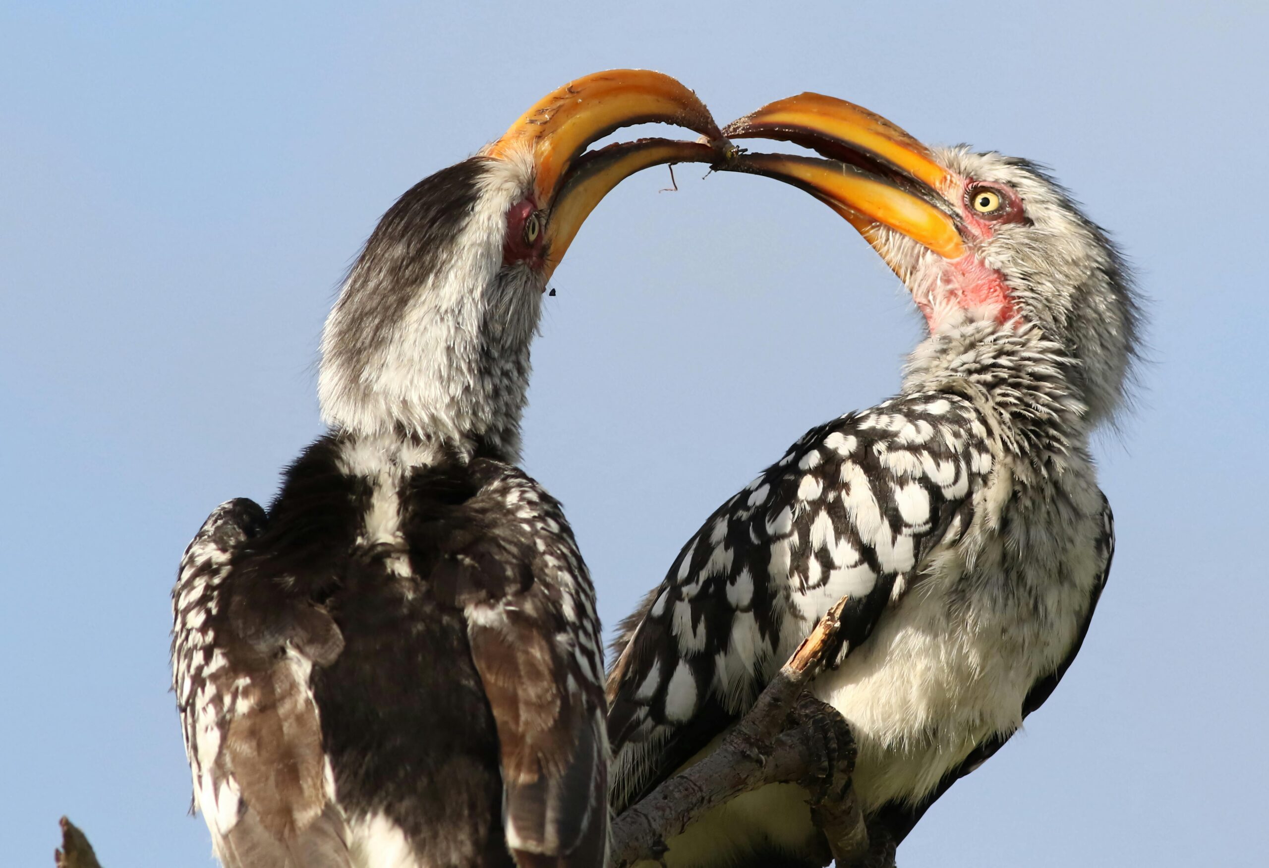 Southern Yellow-billed Hornbill, Tockus leucomelas, at Elephant Sands Lodge, Botswana