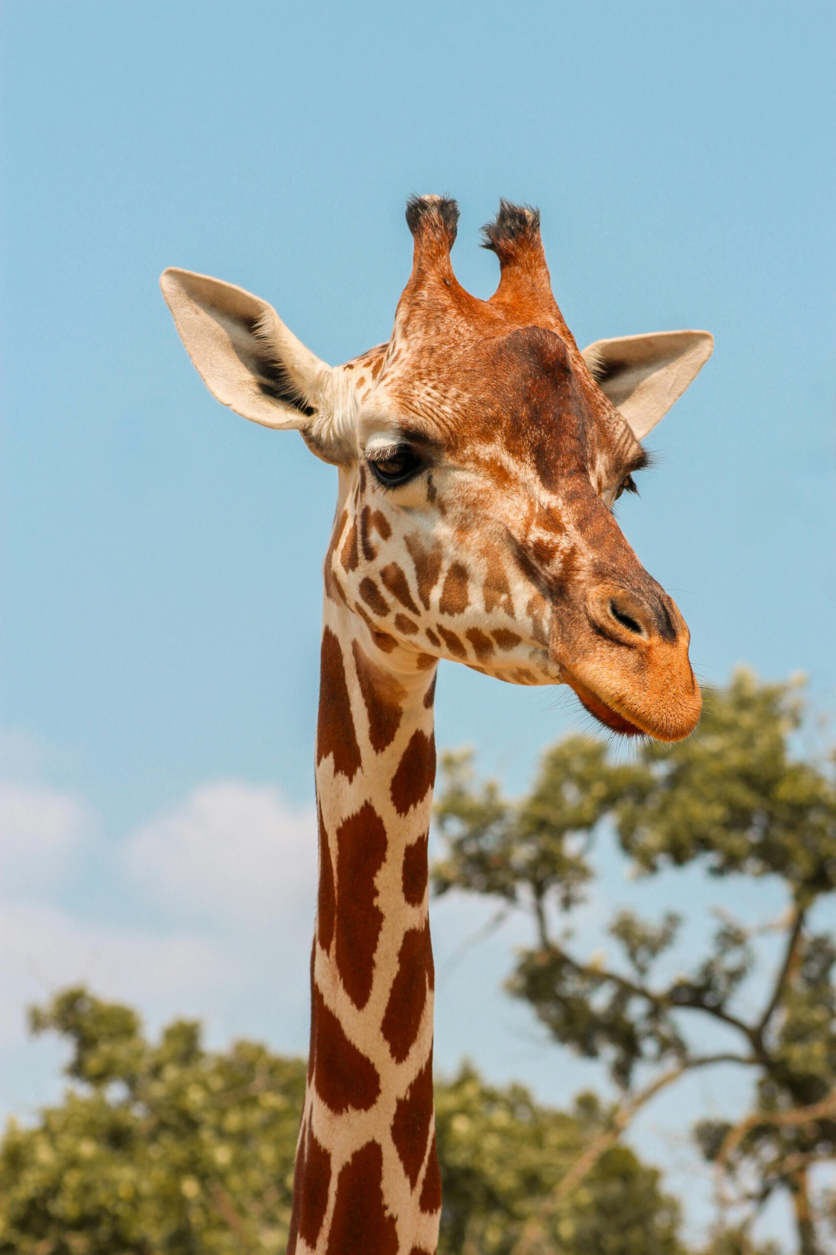 A detailed portrait of a giraffe against a clear blue sky in a natural setting.
