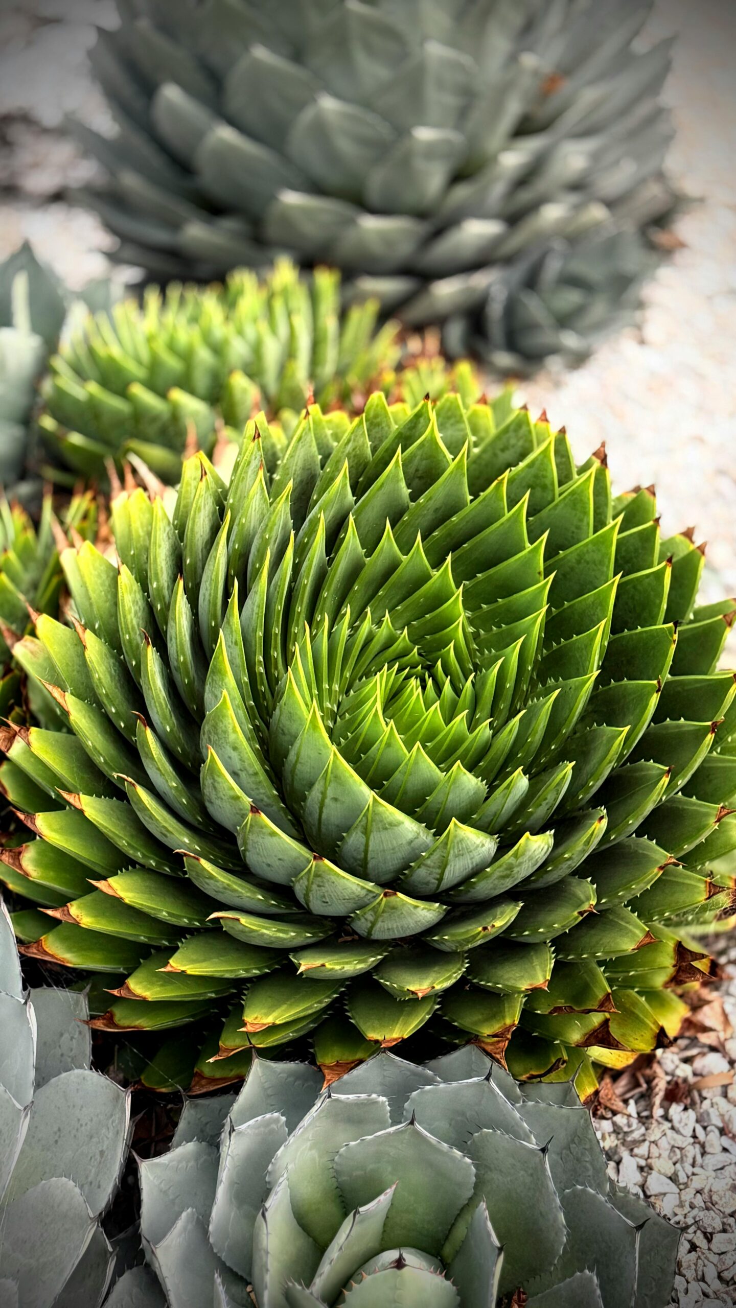 Detailed close-up of a vibrant spiral aloe plant showcasing its geometric leafy pattern.