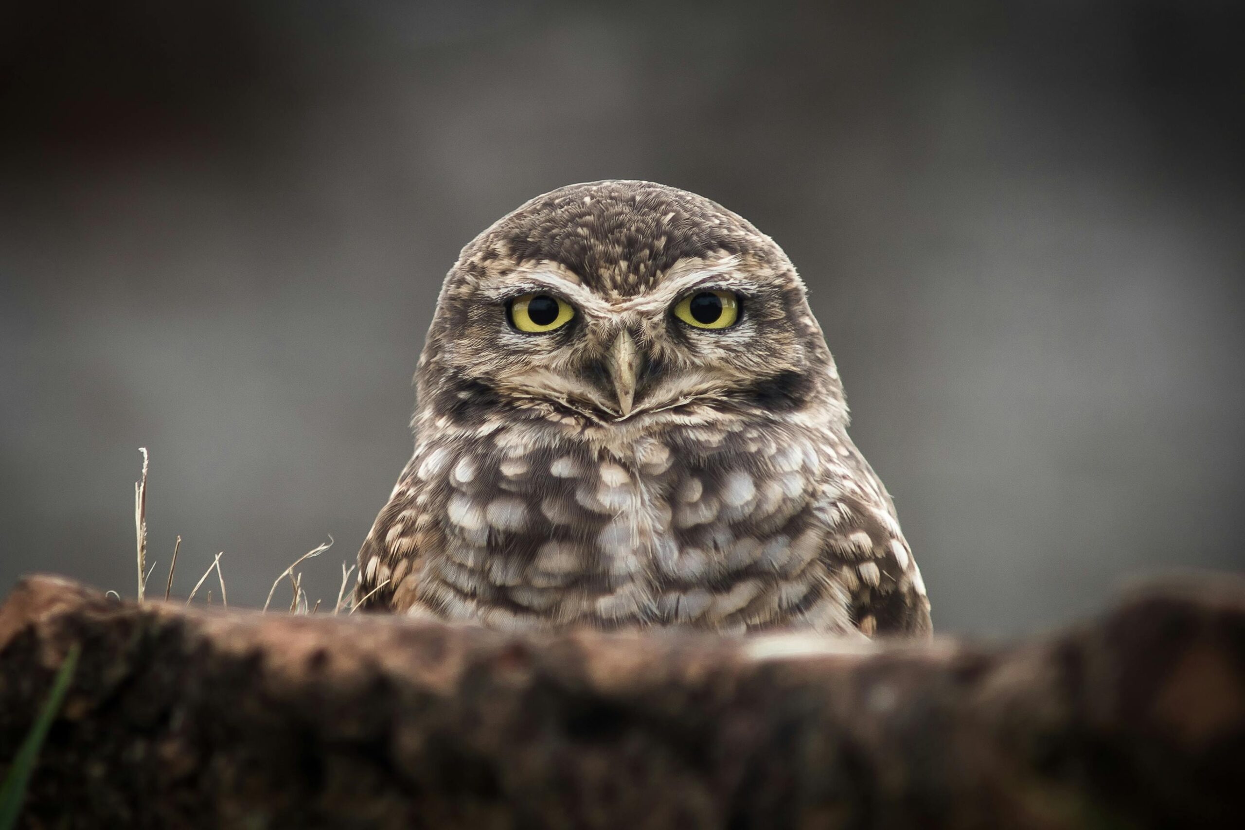 Intimate close-up of a burrowing owl with captivating yellow eyes perched on a rock.