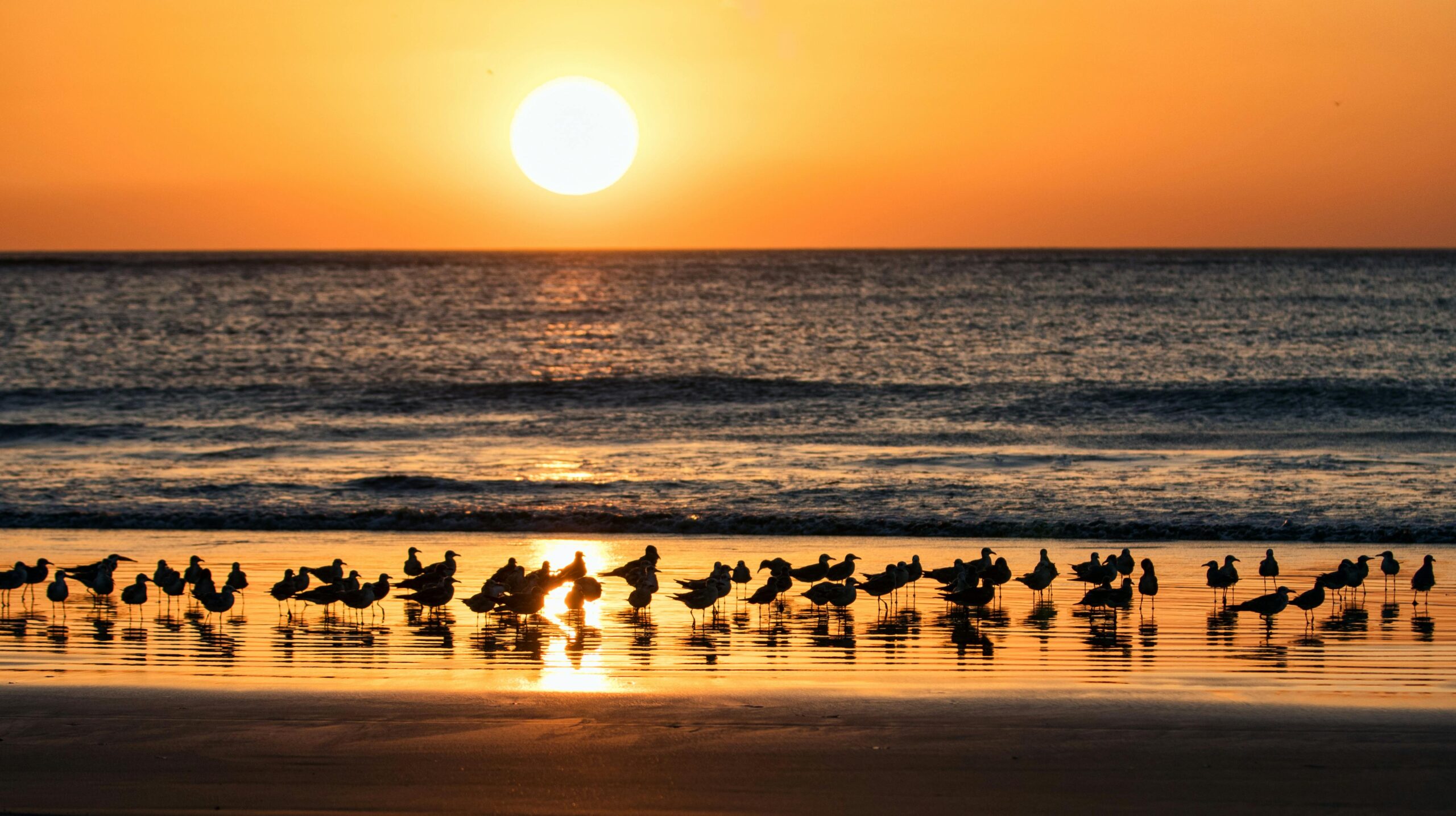 A serene sunrise over Pochomil Beach, Nicaragua, with seagulls silhouetted against the ocean.