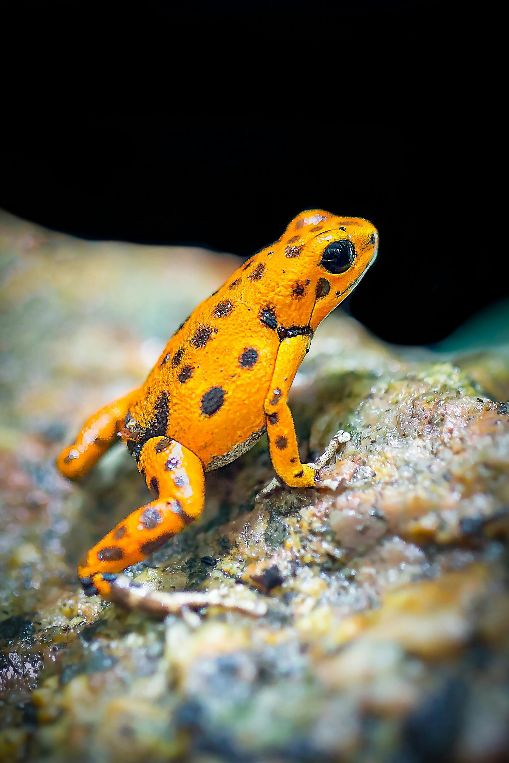 Macro shot of a vibrant Panamanian golden frog (Atelopus zeteki) in its natural habitat.