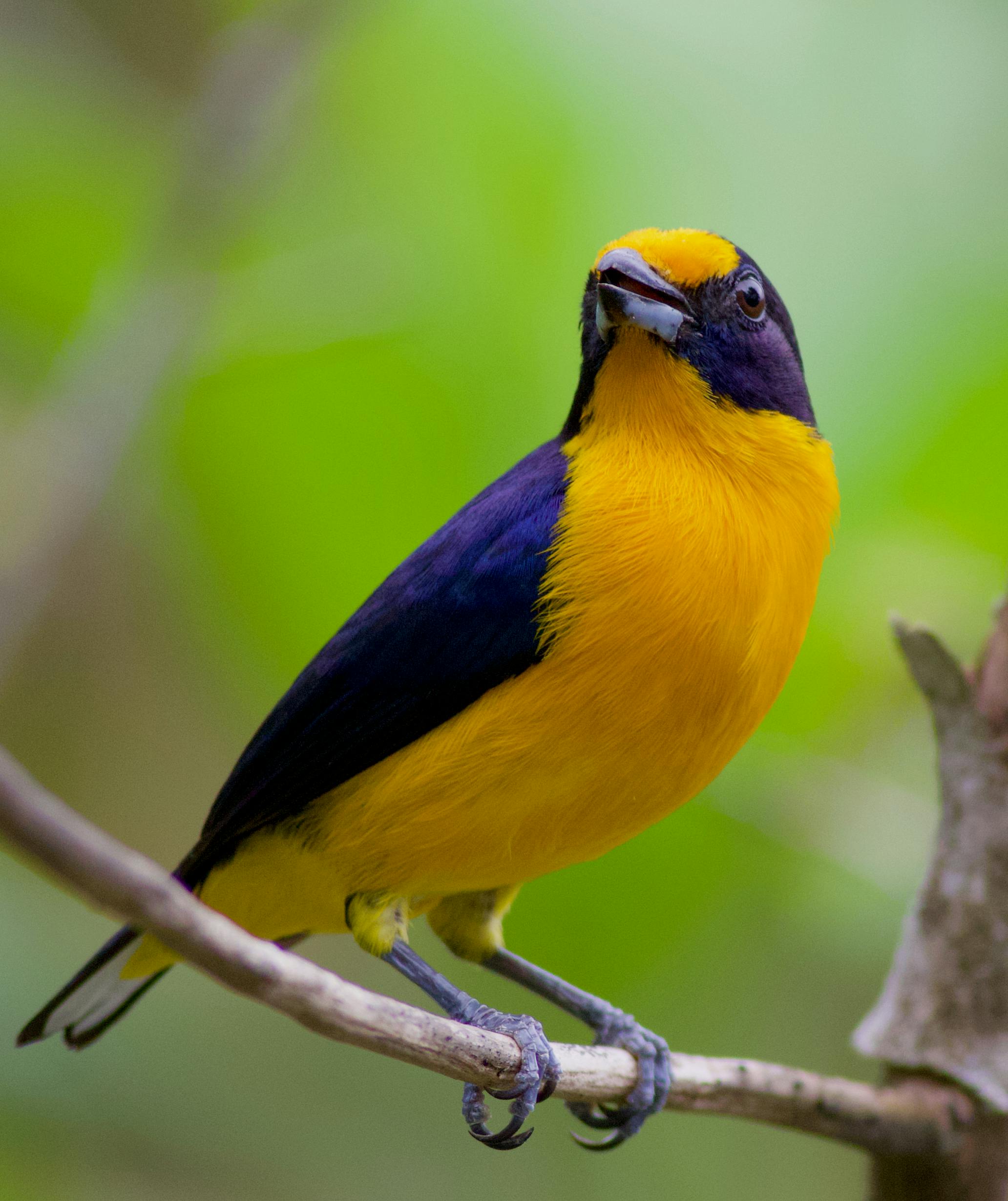 Close-up of a vibrantly colored violaceous euphonia perched on a twig in the Trinidad forest.